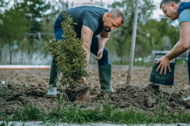 How Our Tree Care Process Works  in  Grand Bay, AL